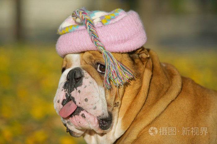 戴帽子的斗牛犬