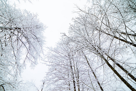 从下面的一个冬天的森林和冷灰色的天空, 在白雪的树木的看法