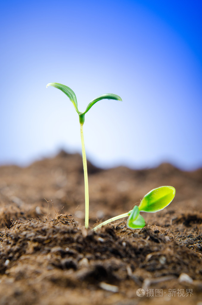 新生活理念下的绿苗