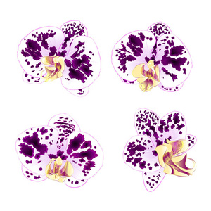 紫白色斑点兰花蝴蝶兰美丽的花朵设置在白色背景矢量插画特写隔离可编辑的第二个年份