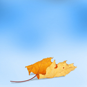 明亮的秋叶在抽象的背景上与波克。