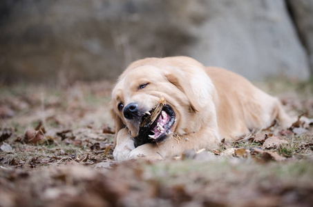 金黄猎犬狗演奏在冬天时间