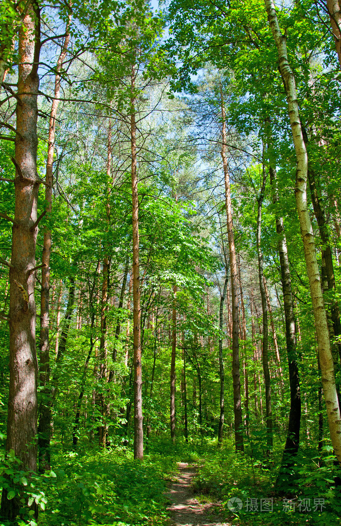 阳光明媚的一天夏天美丽的林地景色