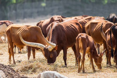 动物园里长角 ankole watusi 奶牛照片