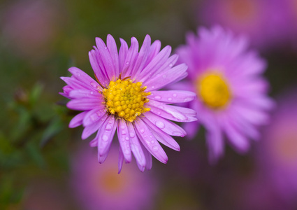 湿菊花