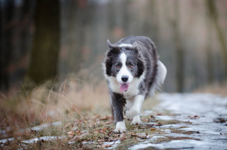 边境牧羊犬在冬季 foerrest