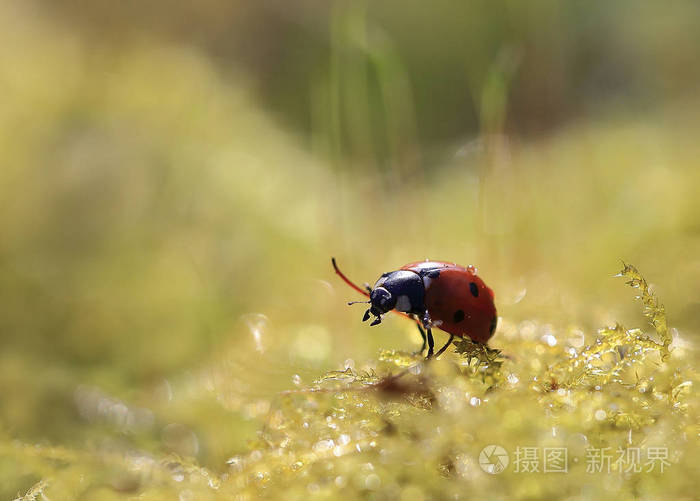 在黄色虫子在露珠上的一只瓢虫沐浴在阳光下