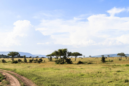 塞伦盖蒂的多云景观。坦桑尼亚非洲