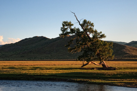 河岸上孤独的弯曲的树图片