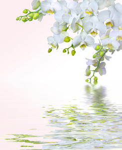 美丽的白色兰花花