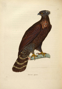 一只猛禽的插图。recueil de planches coloriees oiseaux 1850