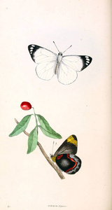 动物学插图, 或, 原始数字伦敦1829