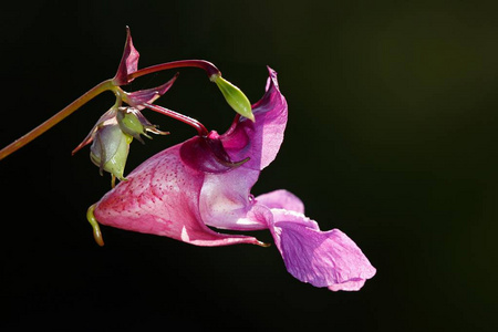 喜马拉雅苦瓜花, 凤仙花黑种