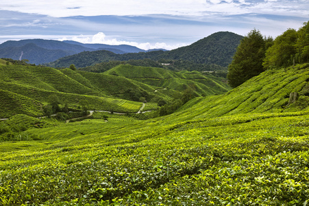 茶坊 茶园 茶场图片