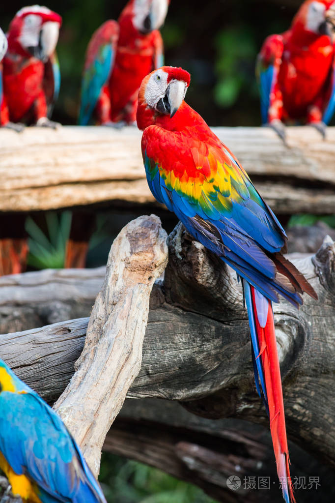 花园里的红鹦鹉