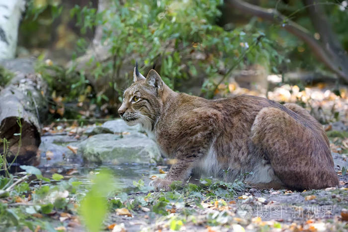 在森林中的野生猞猁