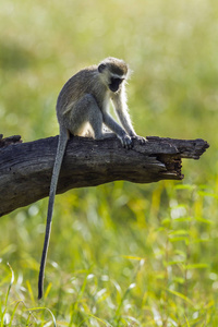 尾猴在马蓬国家公园, 南非