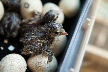 孵出的小鸡在孵化器里鸡山鹌鹑照片