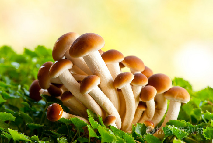 蘑菇( mushroom的名词复数 ) 如蘑菇般生长迅速的事物照片-正版商用图