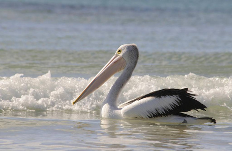 澳大利亚鹈鹕鸟在海上, Pelecanus conspicillatus