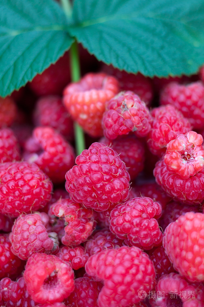 悬钩子树raspberry的名词复数木莓树将舌头伸出并吹气而发出的粗鲁的