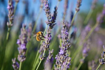 薰衣草花蜜蜂在薰衣草花中的应用