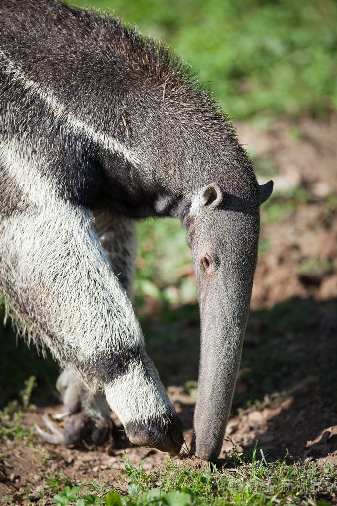 巨大食蚁兽myrmecopagatridactyla