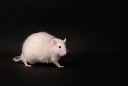 大白鼠黑暗背景下的大白鼠摄影图