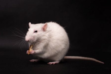 大白鼠图片