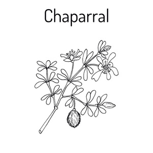 查帕拉尔女士 tridentata, 或杂酚灌木, greasewood, 药用植物