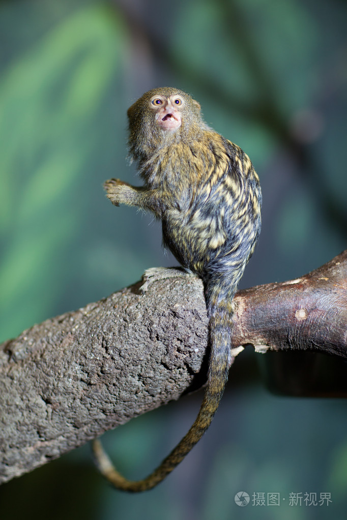 特写pygmymarmoset的肖像