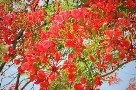 孔雀花图片 孔雀花素材 孔雀花插画 摄图新视界