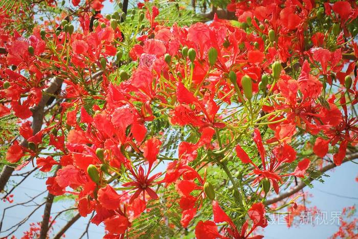 鲜红色brachychitonacerifolius凤凰火焰boyant皇家凤凰或孔雀花树分