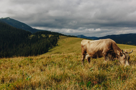 在山的草地上放牧的牛