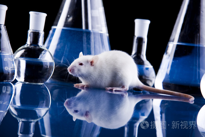 实验室大鼠