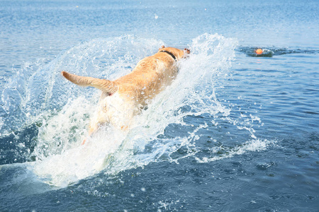 嬉戏的拉布拉多猎犬在水中跳跃图片