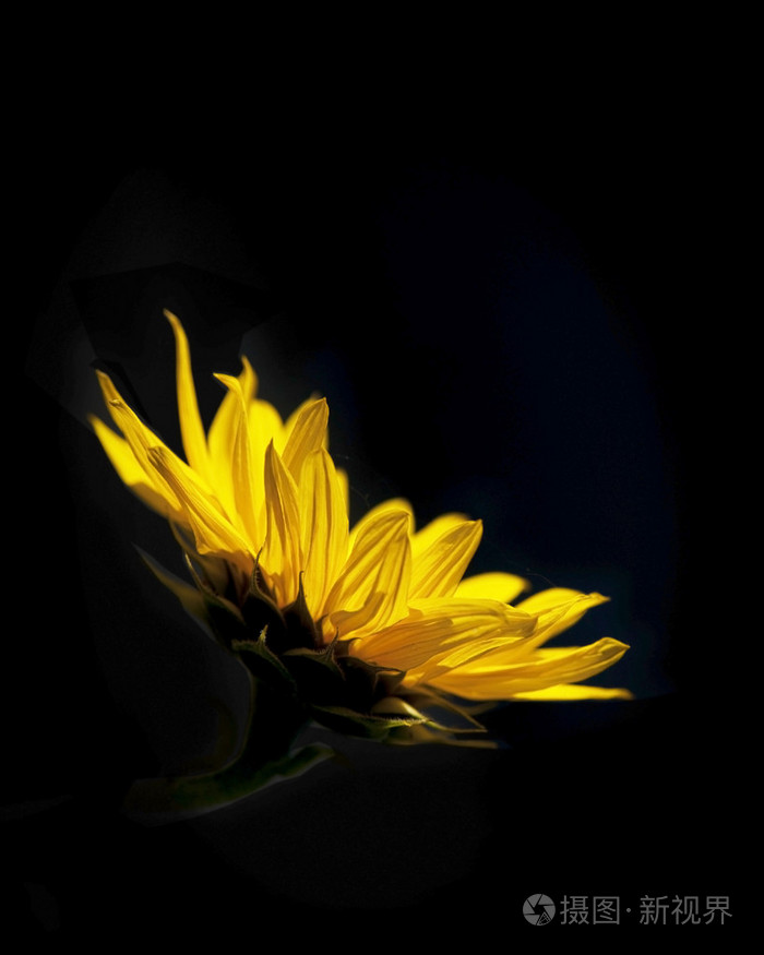 黑色背景的向日葵