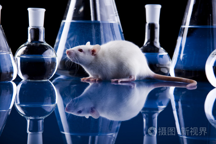 实验室大鼠