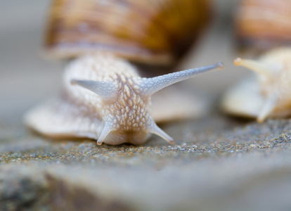 蜗牛 迟钝的人 蜗牛 snail的名词复数 