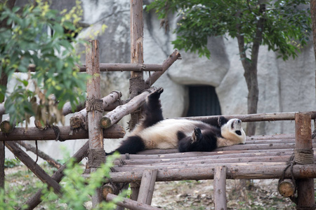 可爱的大熊猫在动物园