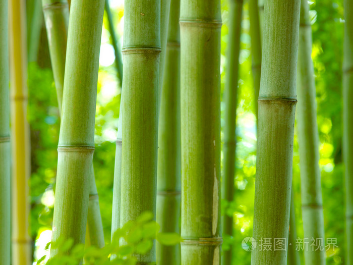 竹子竹竿竹木家具