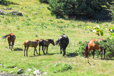 野马在阿伦谷在比利牛斯，西班牙的加泰罗尼亚语