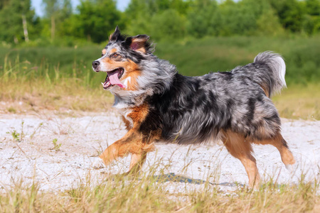 澳大利亚牧羊犬在户外跑