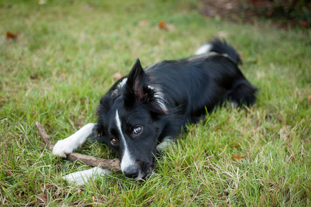 滑稽的黑白相间的狗躺在绿色的草地上, 啃着一根棍子在户外