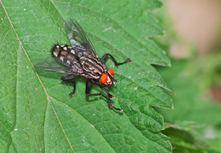 麻蝇,食肉蝇照片