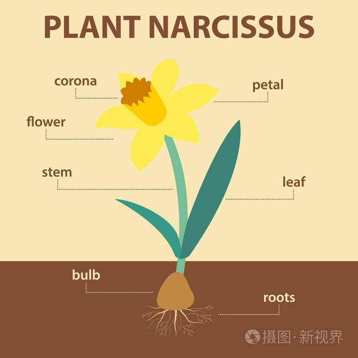 植物根茎叶基本结构图图片