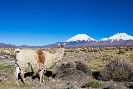 Prinacota ，玻利维亚安第斯景观