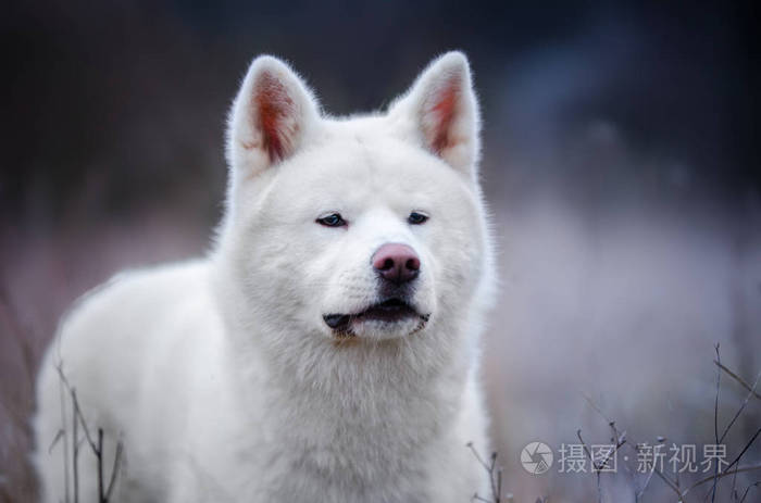 白秋田犬犬冬季wime
