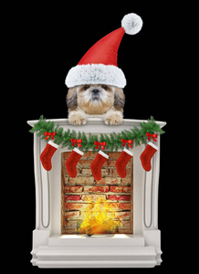 可爱的狗圣诞老人狗靠近壁炉。隔离在黑色