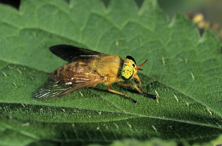 Silvius alpinus 马飞, 雄飞绿叶